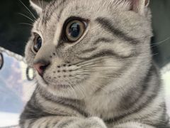 -安安宠医宠物医院·异宠·犬猫内科(岳阳分院)