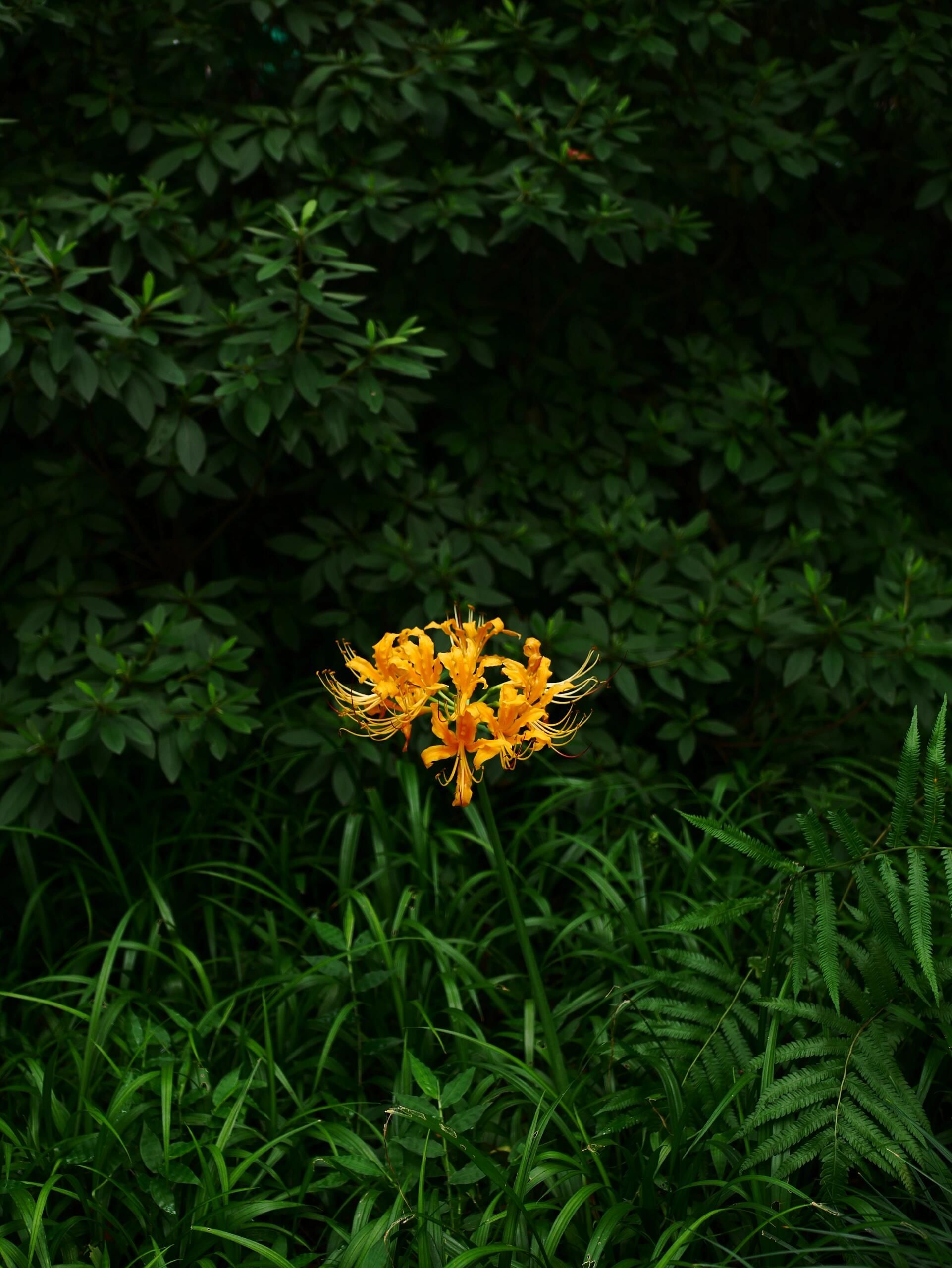 时隔两年,中山植物园黄色石蒜再次花开成海!