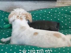 -犀牛家猪排