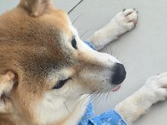 -怪兽屋·羊驼·猫咖·狗咖(俊华广场店)
