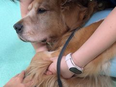 -北京观赏动物医院·24小时大型综合·猫专科·异宠专科