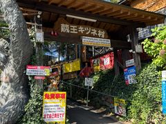 -宫城藏王狐狸村