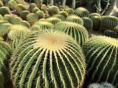 -南山植物园