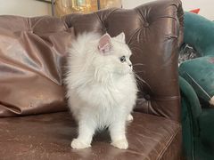 -猫大福·Fortune Cat猫舍(百子湾店)