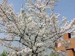 -顾村公园