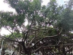 -古榕公园