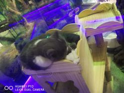 -未来动物城主题公园(正弘城店)