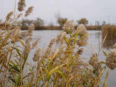 -盐城丹顶鹤湿地生态旅游区