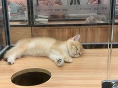 -袖虎·猫馆(体育西路店)