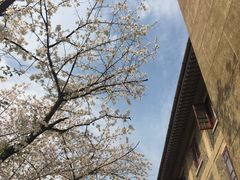 -武汉大学-樱园