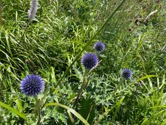 -白草畔自然风景区
