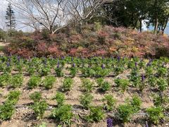 -春花秋色城市公园