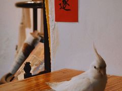 -点绛唇(鼓楼店)