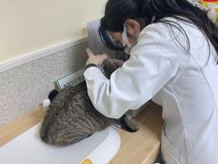 -谐和贝康宠物医院24小时·宠保定点(急重症转诊中心)