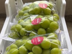 -马陆小张葡萄园农家乐