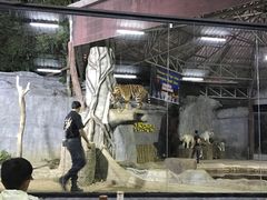 -清迈夜间动物园