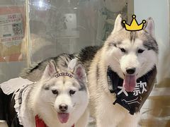 -Husky Go! 哈士奇体验馆·宠物咖啡厅狗咖