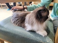 -藏猫猫咖啡主题馆(中央大道店)