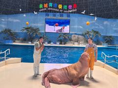 -泉城欧乐堡海洋极地世界