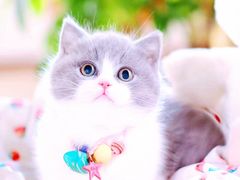 -十年猫舍·猫咪专门店(普陀店)