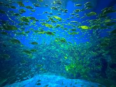 -芜湖新华联大白鲸海洋公园