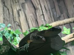 -贵州森林野生动物园