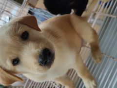 -桂林市花鸟市场