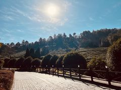 -树山生态村