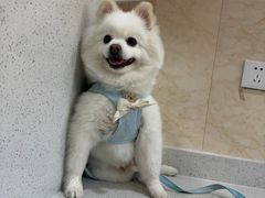 -思琪宠物医院(昆山花桥店)