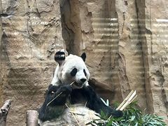 -成都动物园