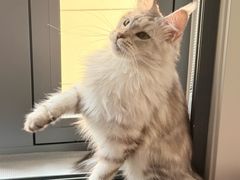 -翊宠yipet猫狗购宠庄园犬舍•猫舍