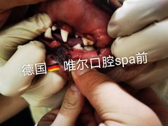 -汪小喵宠物·戴维斯乐芳希施宠馨宝皮毛调理洗护店