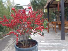 -三圣花乡旅游区