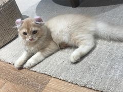 -瞄一喵猫咖(格力海岸店)