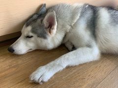 -Husky Go! 哈士奇体验馆·宠物咖啡厅狗咖