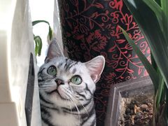 -猫大福·Fortune Cat猫舍(百子湾店)