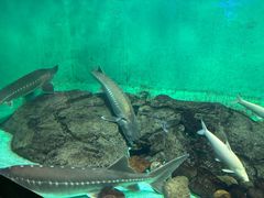 -太平洋海底世界