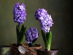 -海底捞火锅(长沙华创国际广场店)