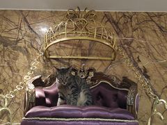 -more than meow吴止猫主题餐厅(承德 中船汇店)