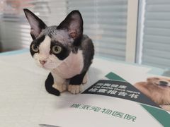 -瑞派福兴宠物医院犬猫全科·骨科·中西医结合(河东店)
