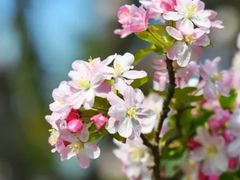-海棠花溪(元大都城垣遗址公园)