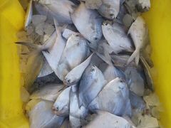 -吕四渔港码头海鲜餐厅