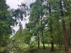 -黄海国家森林公园