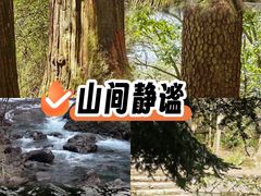-天目山大树王景区