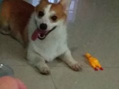 -心语宠物医院·急重症转诊中心·瑞辰华诺(南青路店)