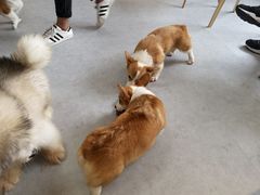 -汪说·狗咖(旺城大厦店)