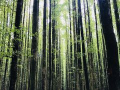 -山王坪喀斯特国家生态公园