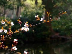 -西湖外事游船(花港观鱼码头)