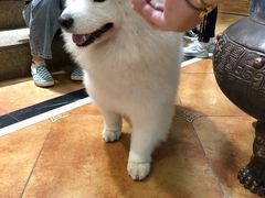 -more than meow吴止猫主题餐厅(承德 中船汇店)