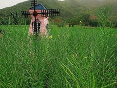 -新建村梅花